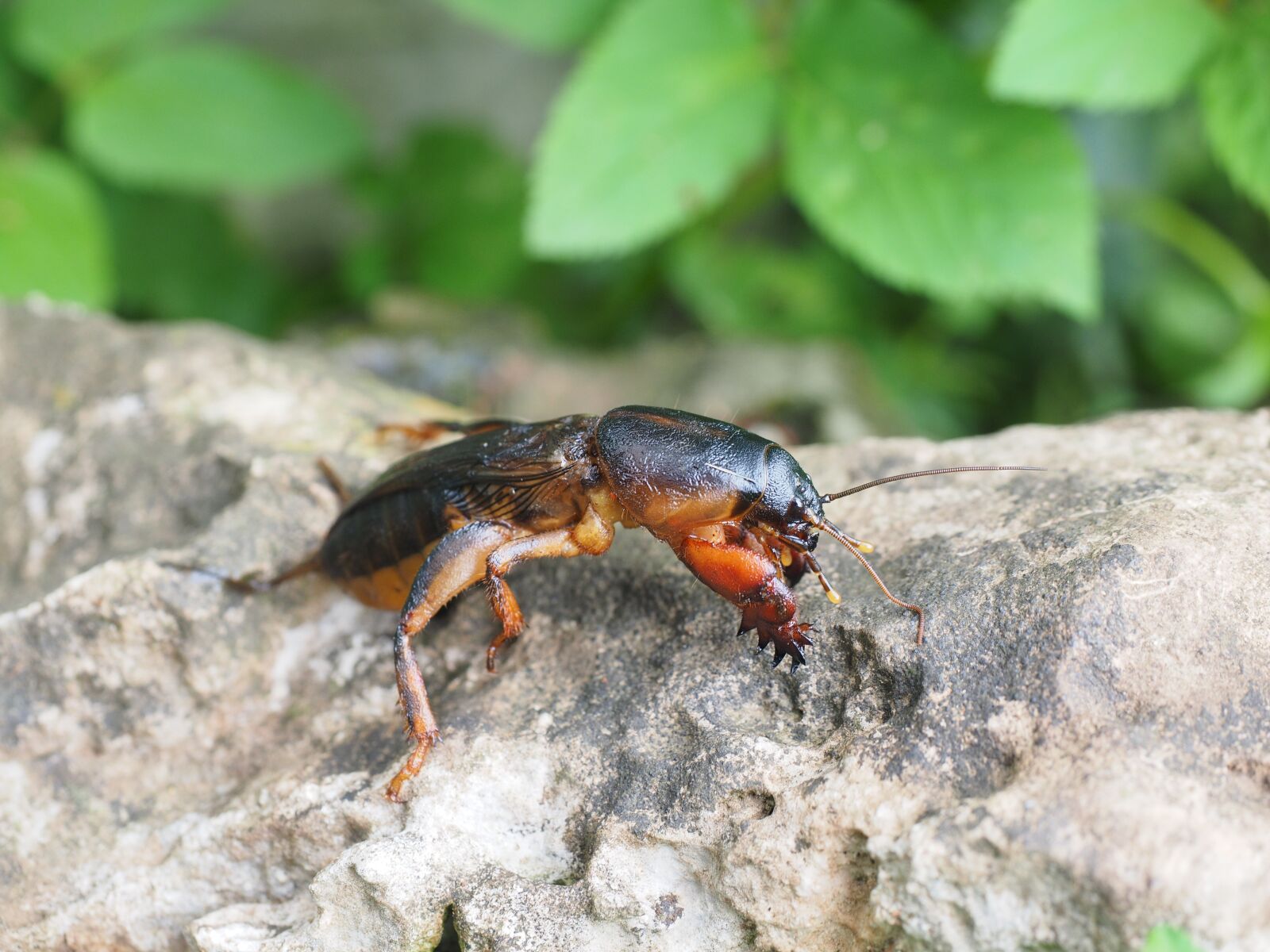 Olympus OM-D E-M1 + Olympus M.Zuiko Digital ED 12-40mm F2.8 Pro sample photo. Mole cricket, gryllotalpidae, grasshopper photography