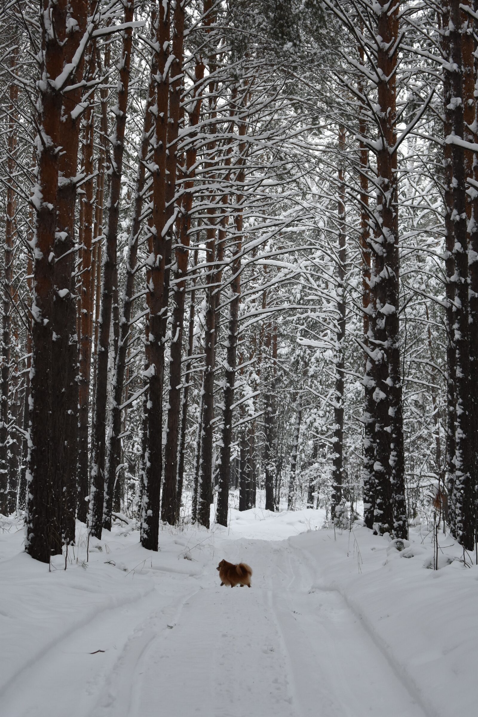 Nikon D3400 sample photo. Forest, snow, pine photography
