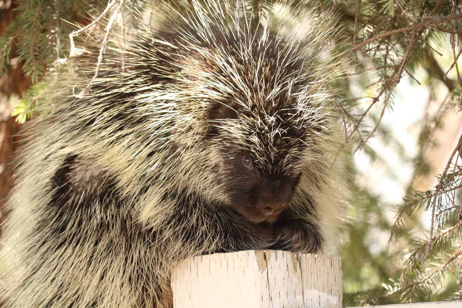 Canon EOS 750D (EOS Rebel T6i / EOS Kiss X8i) + Canon EF-S 55-250mm F4-5.6 IS STM sample photo. Porcupine, wildlife, nature photography