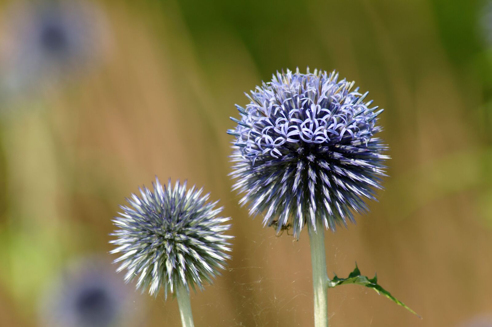 Sony SLT-A58 sample photo. Thistle, ornamental onion, allium photography
