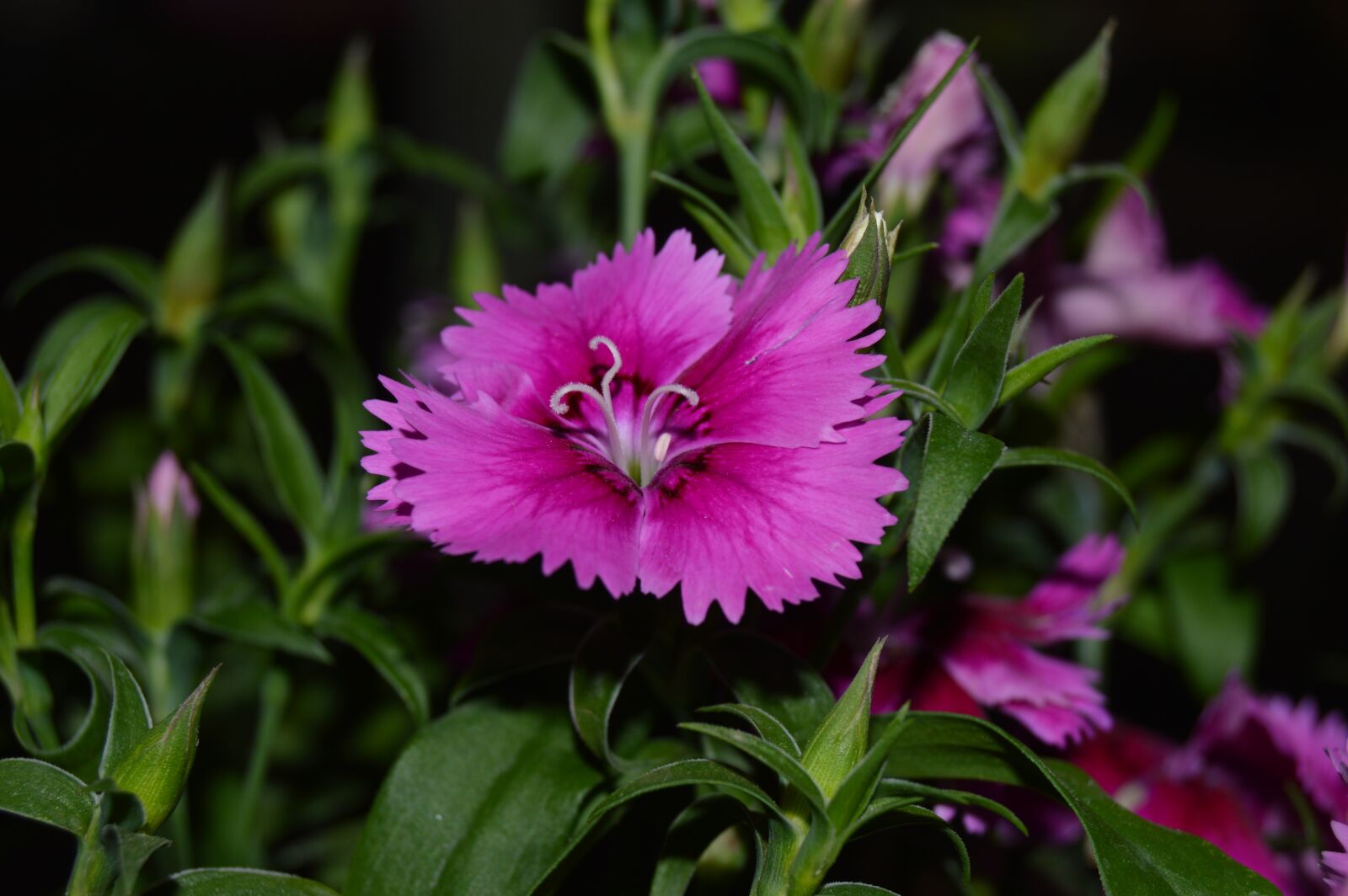 Nikon D3200 sample photo. Flowers, vase, plant photography
