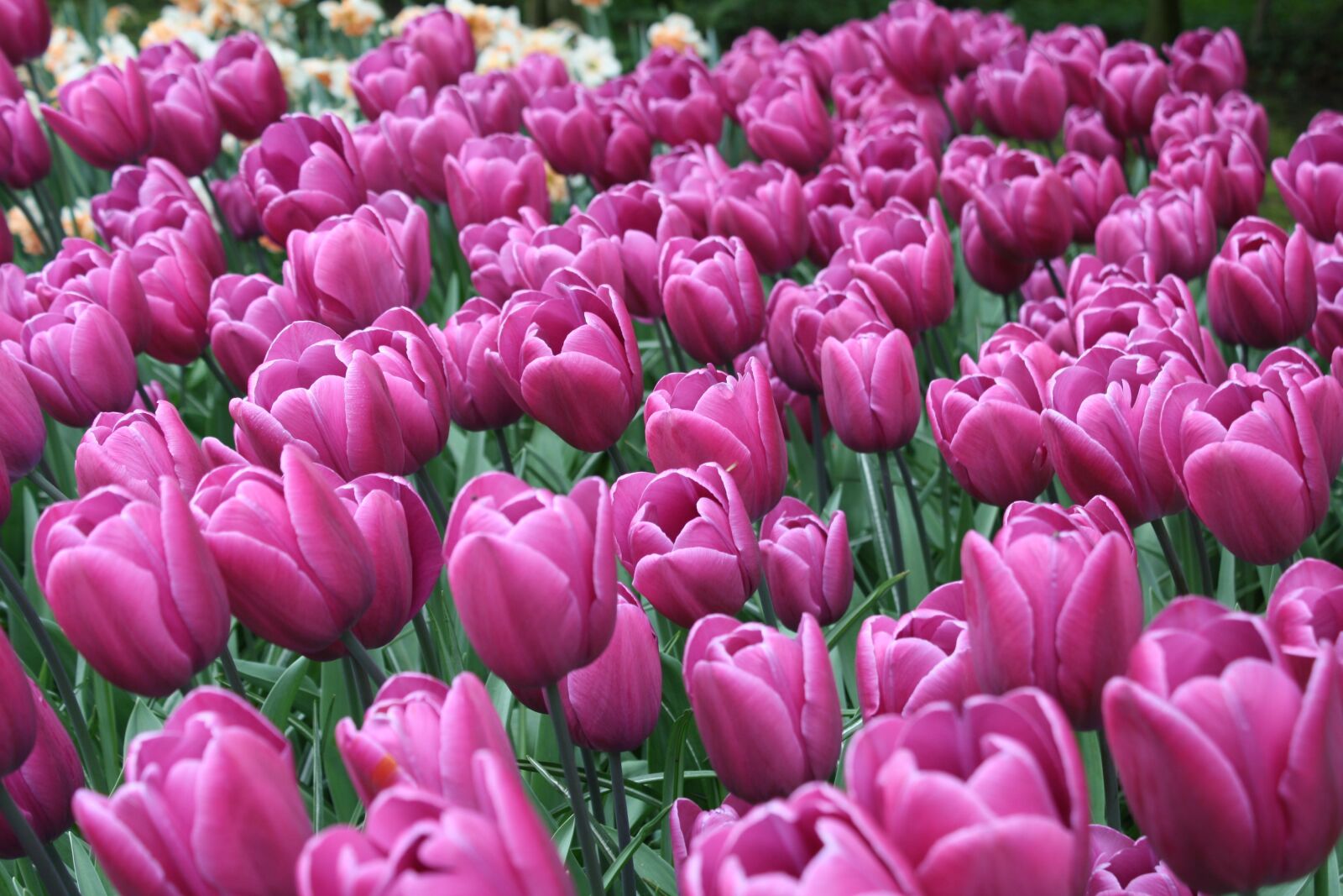 Canon EOS 1000D (EOS Digital Rebel XS / EOS Kiss F) sample photo. Tulips, sprint, purple photography