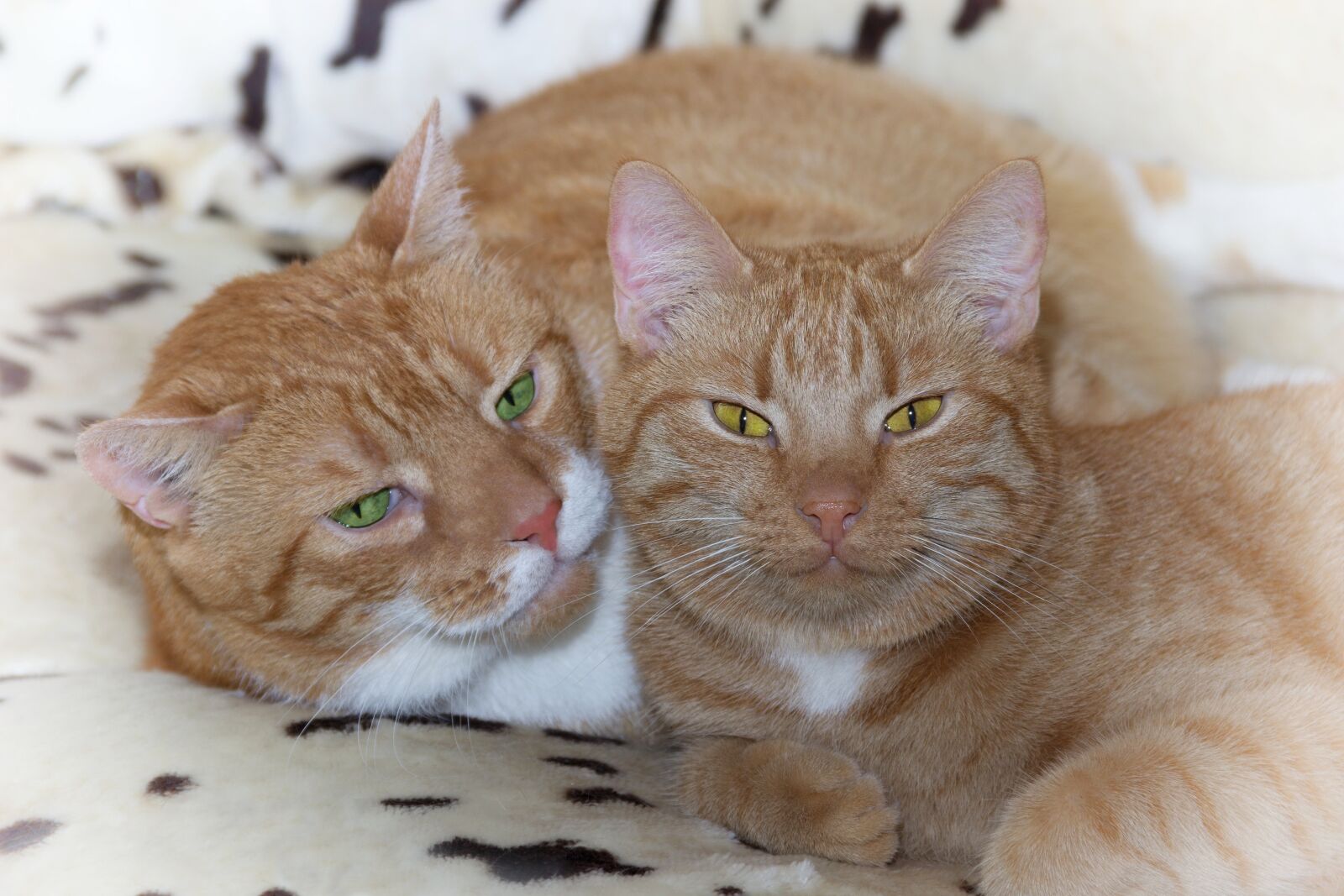 Canon EOS 600D (Rebel EOS T3i / EOS Kiss X5) sample photo. Cat, red, pet photography
