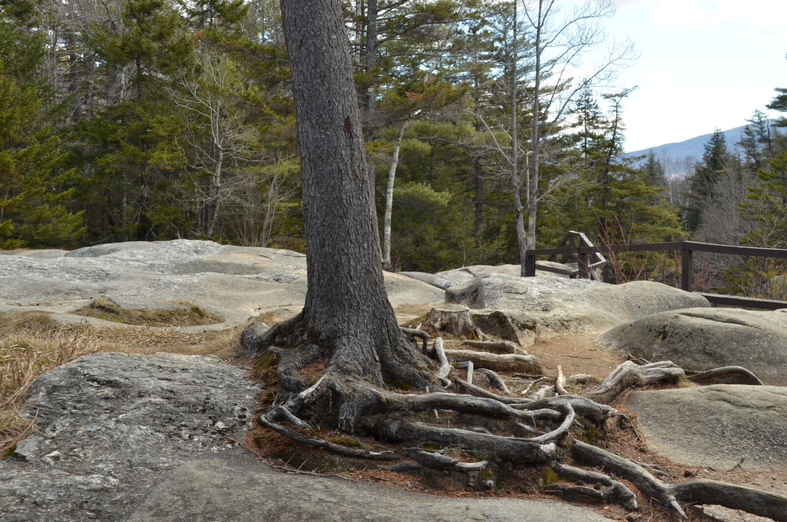 Nikon D7000 sample photo. Tree, root, tree root photography
