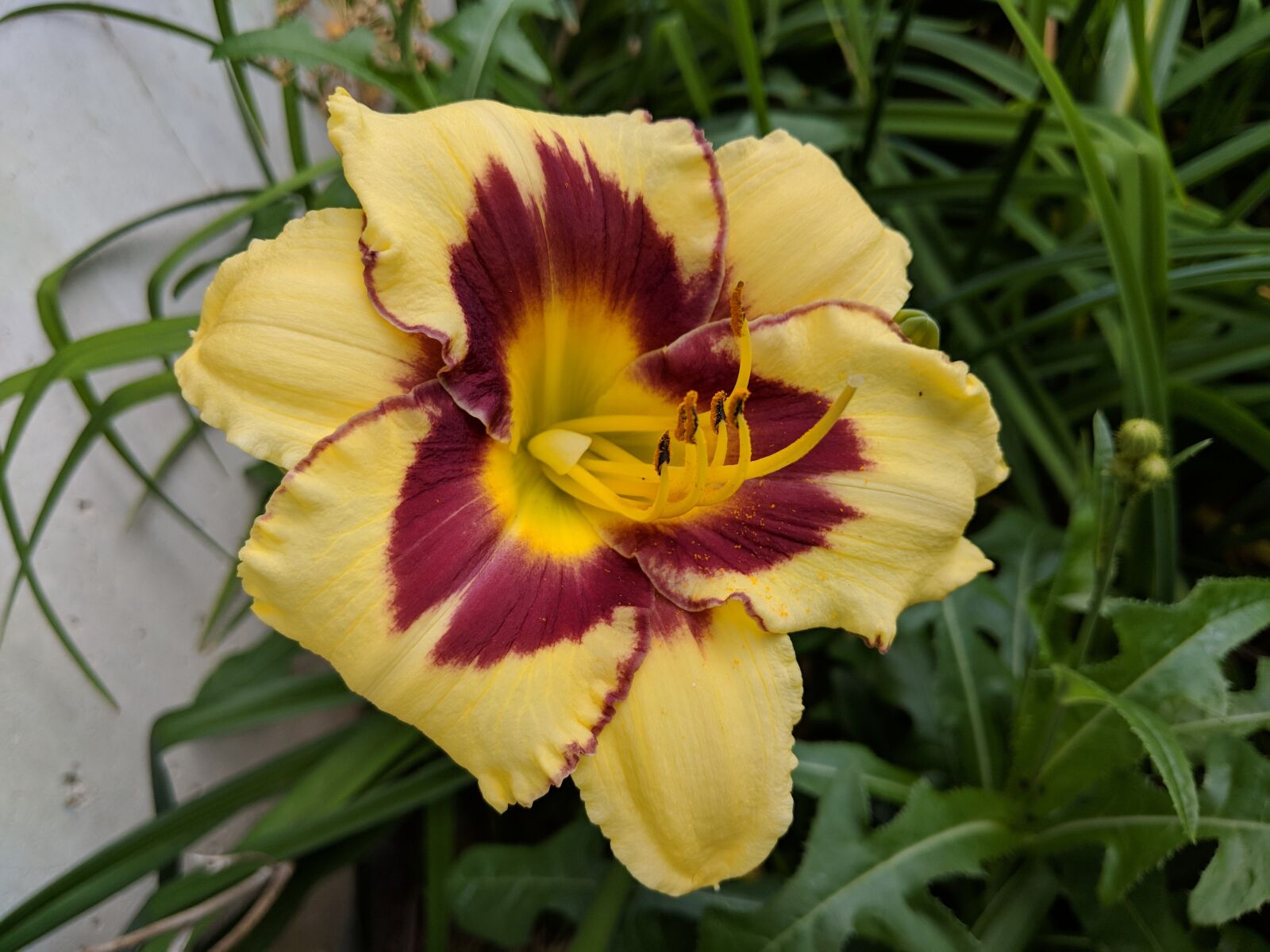 Google Pixel 2 sample photo. Daylily, lily, flower photography