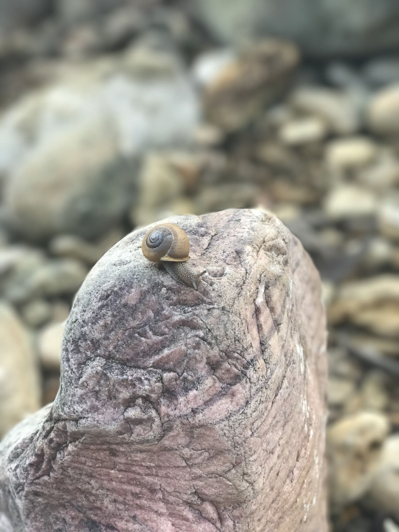 iPhone 7 Plus back dual camera 6.6mm f/2.8 sample photo. Snail photography
