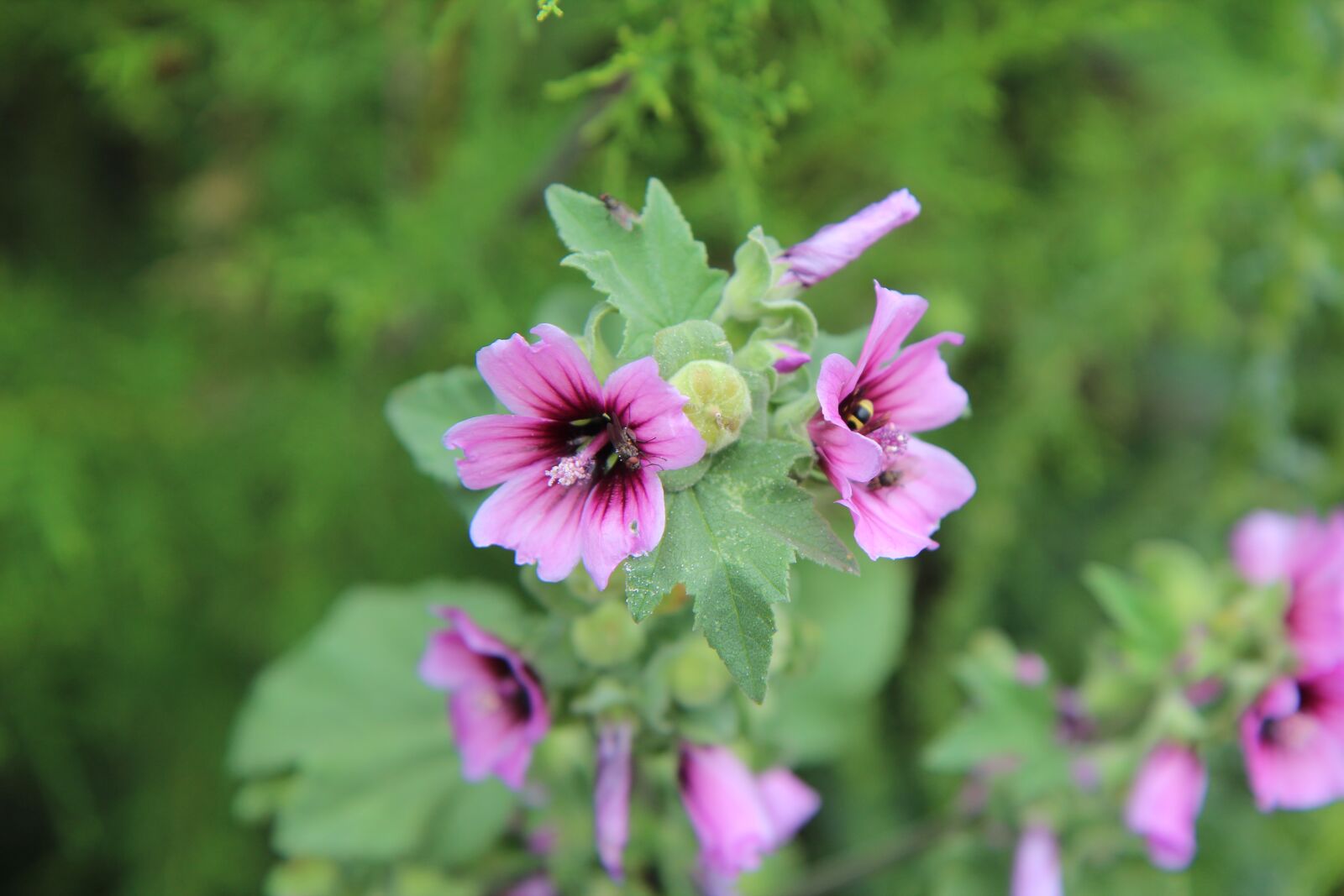 Canon EOS 600D (Rebel EOS T3i / EOS Kiss X5) sample photo. Flower, flowering, wild flowers photography