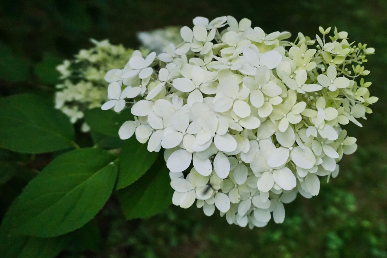 Sony E 16-50mm F3.5-5.6 PZ OSS sample photo. Hydrangea, greenhouse hydrangea, flowers photography