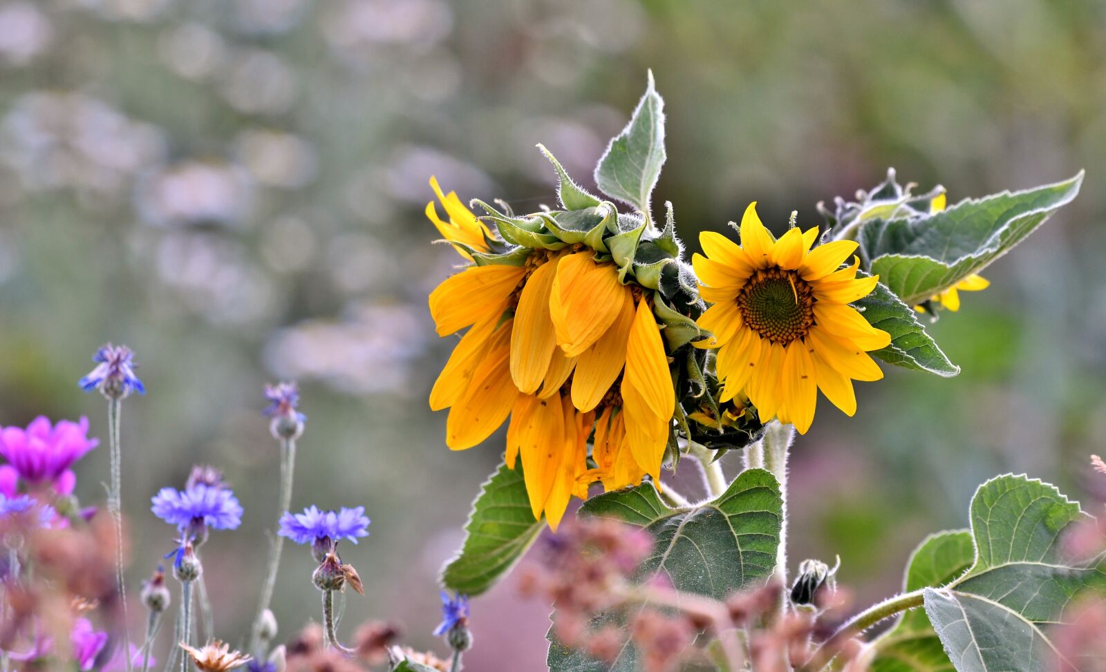Nikon D500 sample photo. Sunflowers, thirsty, drought photography