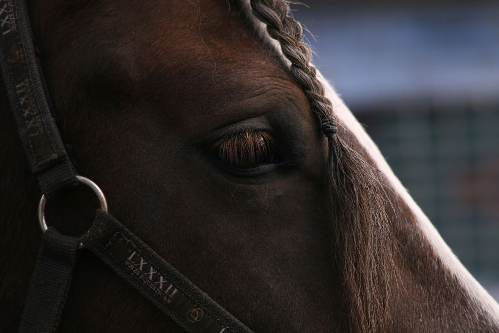 Canon EOS 30D sample photo. Horse, pigtail, eye photography