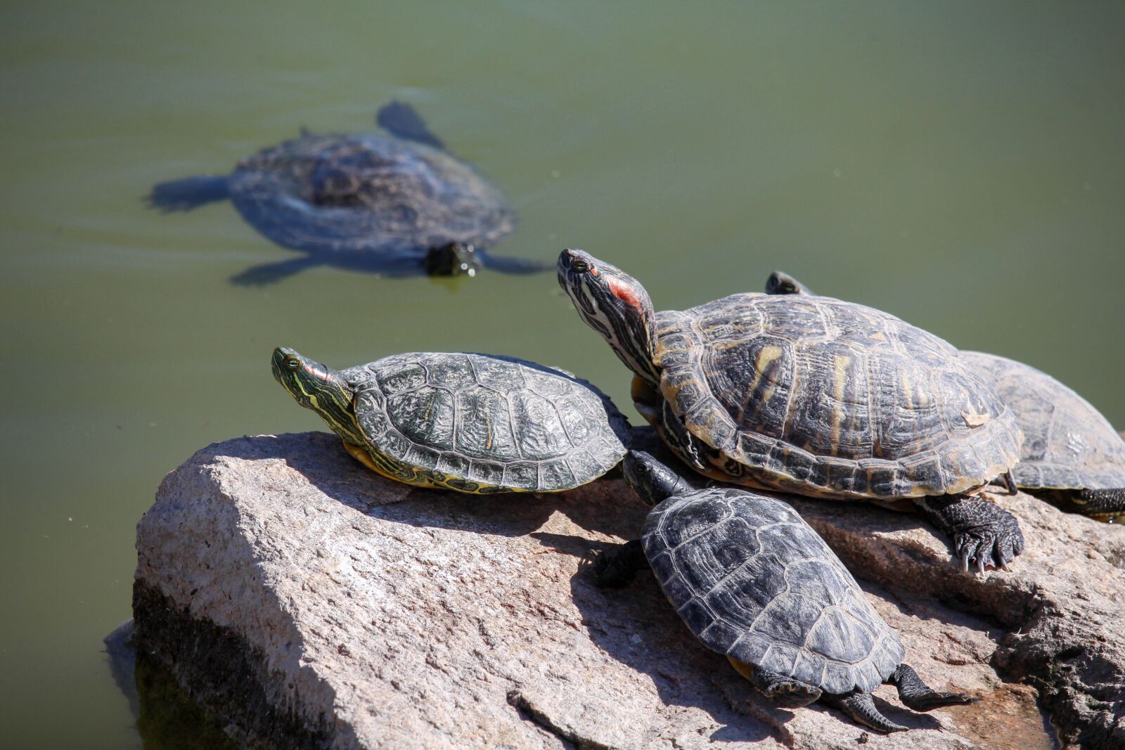 Canon EOS 700D (EOS Rebel T5i / EOS Kiss X7i) sample photo. Turtle, reptile, tortoise photography