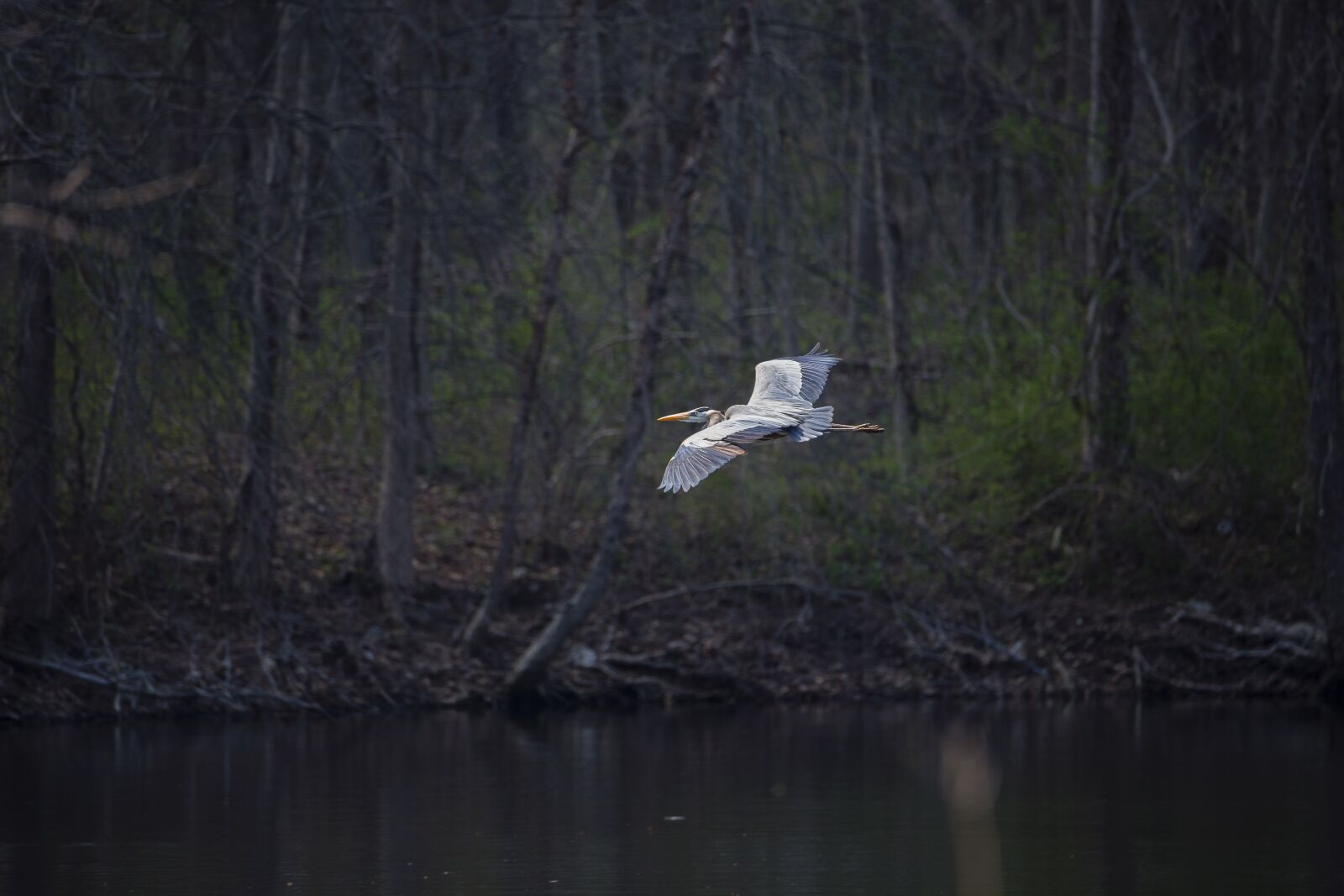 Canon EOS 5D Mark III sample photo. Blue heron, flying, heron photography