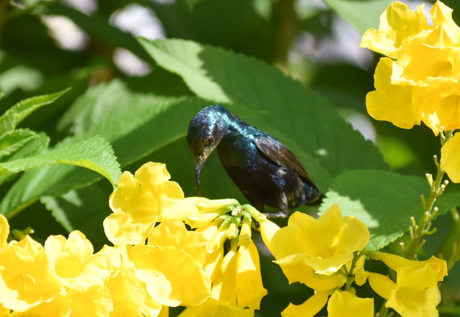 Nikon D3300 sample photo. Humming bird, bird, hummingbird photography