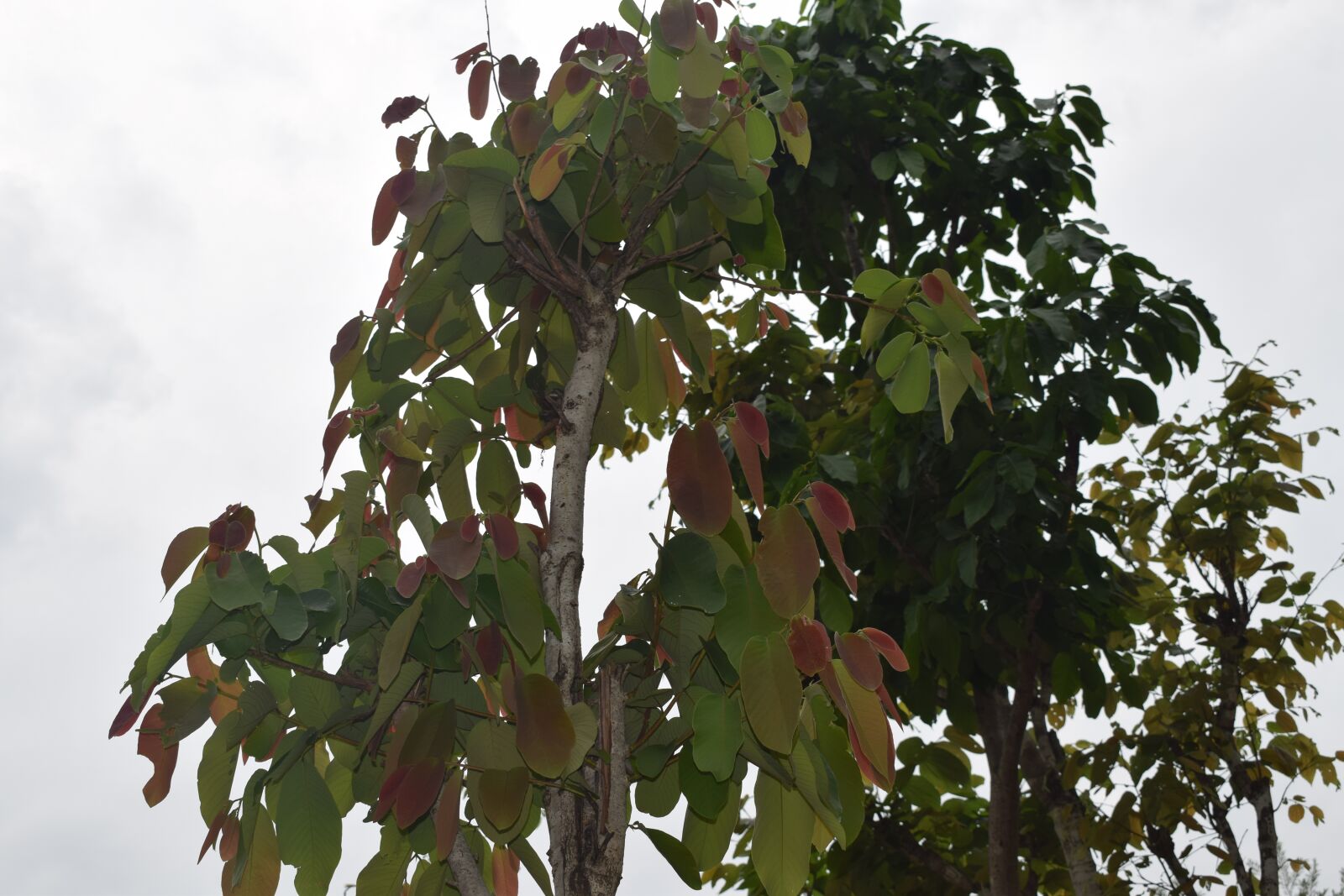 Nikon D5300 sample photo. Tree leaf, animal food photography