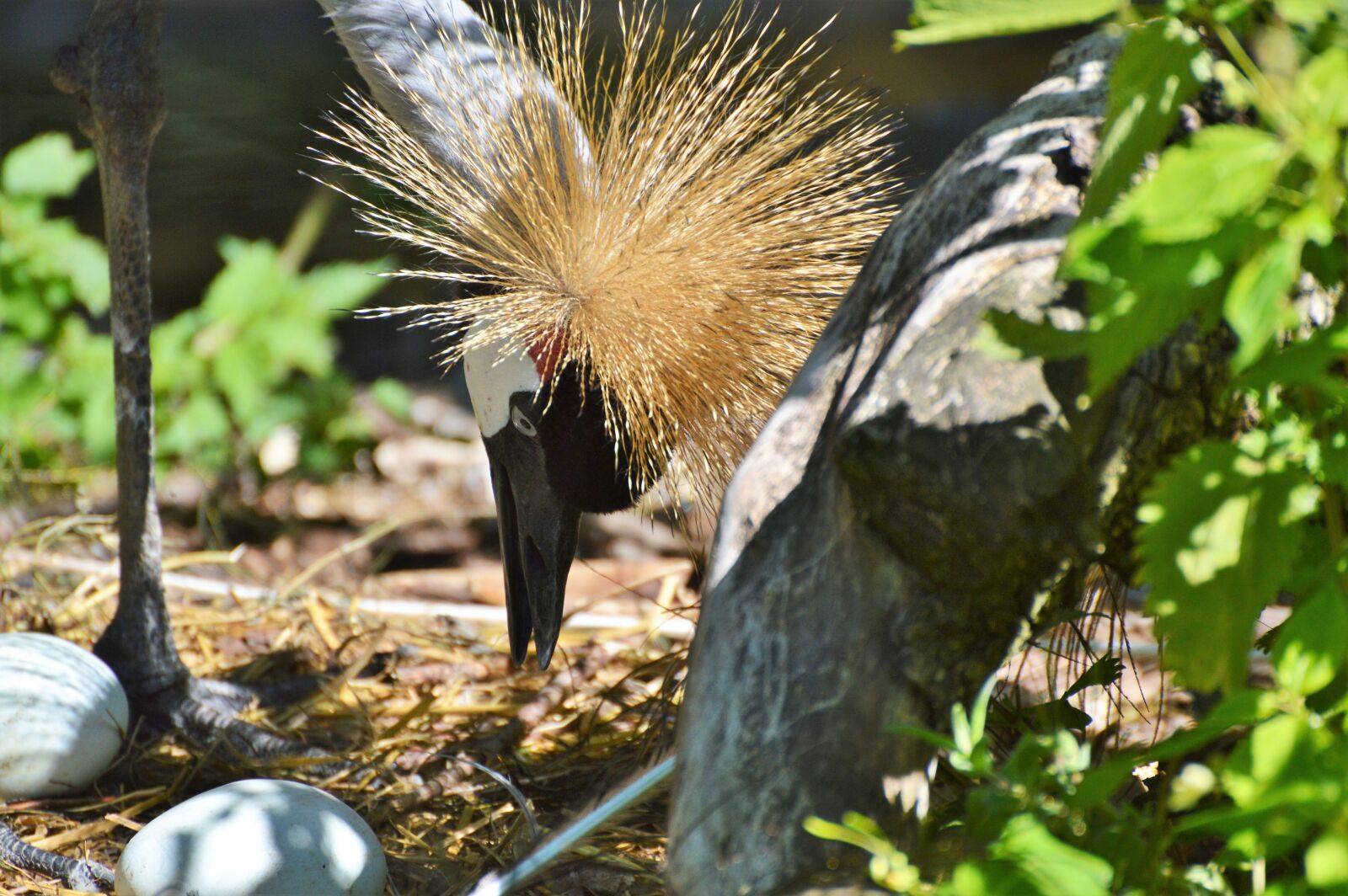 Nikon D3200 sample photo. Grey crowned crane, baleurica photography