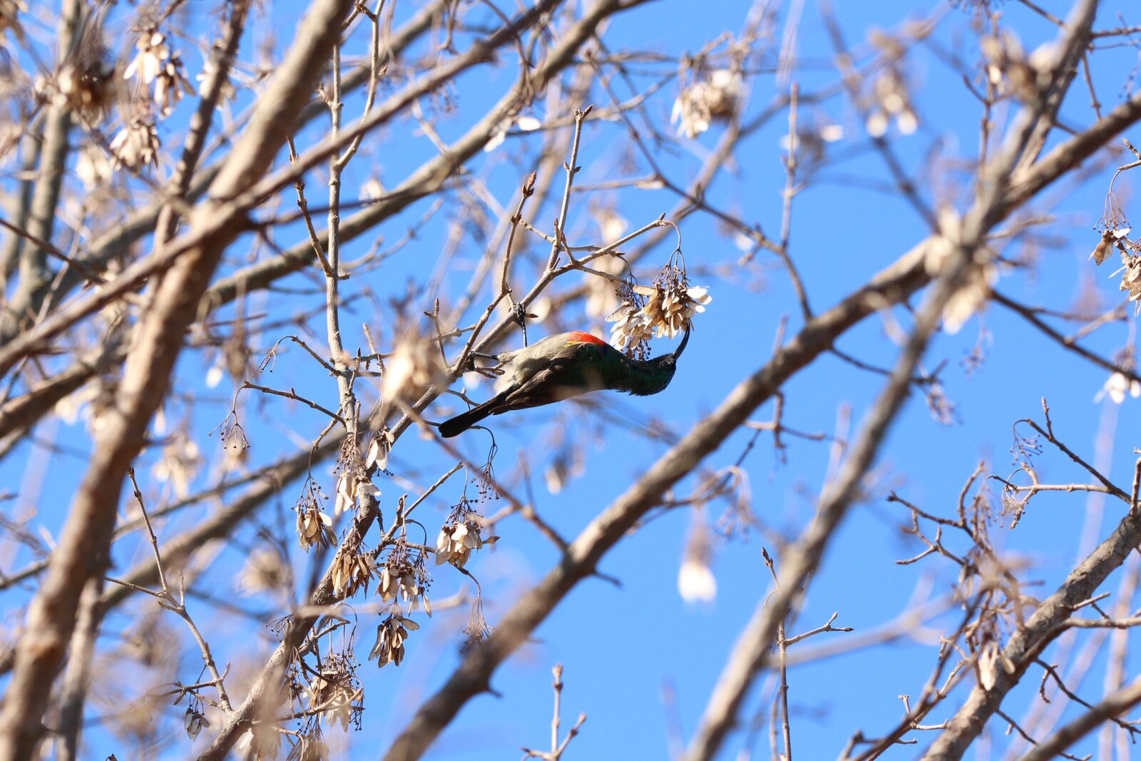 150-600mm F5-6.3 DG OS HSM | Contemporary 015 sample photo. Sunbird, bird, wildlife photography