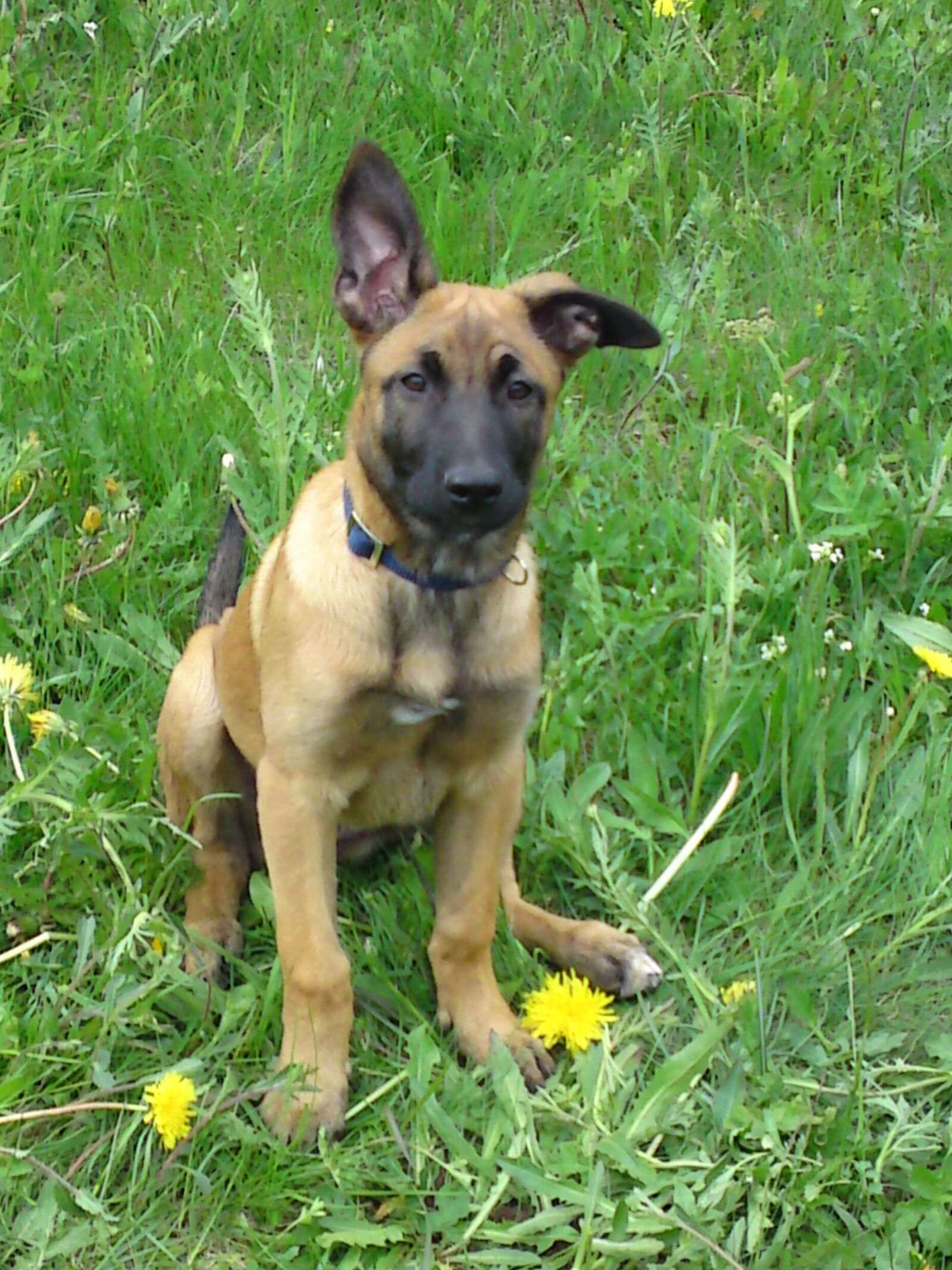 Sony Ericsson C905 sample photo. Puppy, dogs, malinois photography