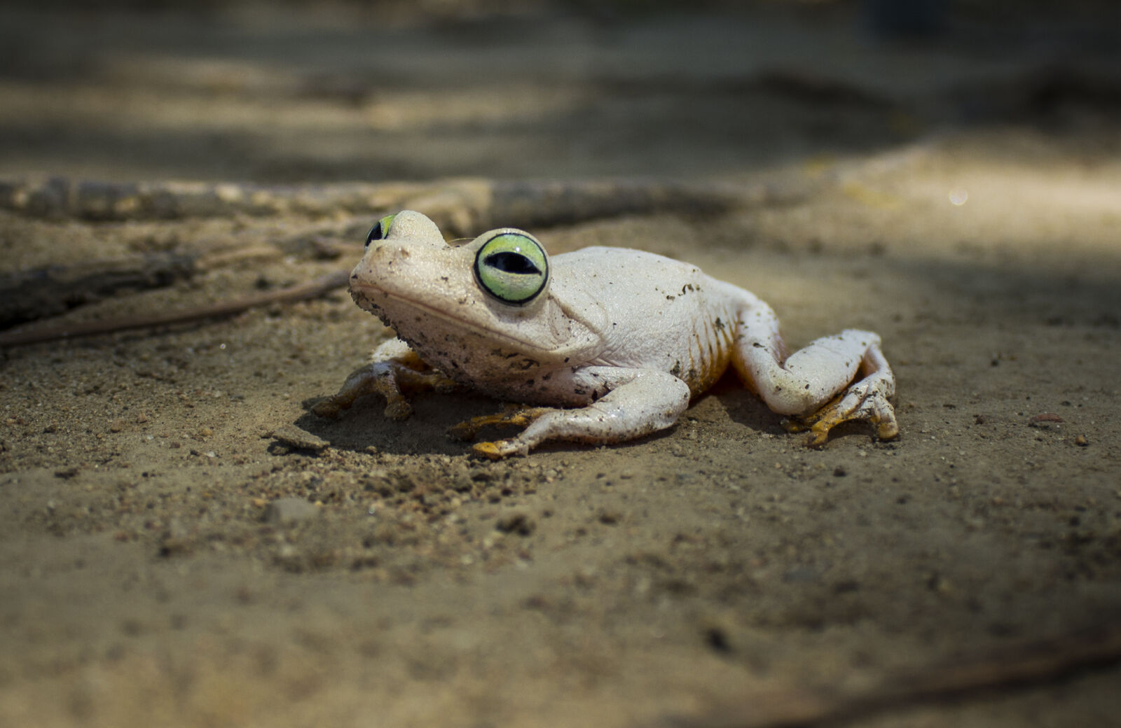 Canon EOS 1200D (EOS Rebel T5 / EOS Kiss X70 / EOS Hi) sample photo. Frog, green, eyes photography
