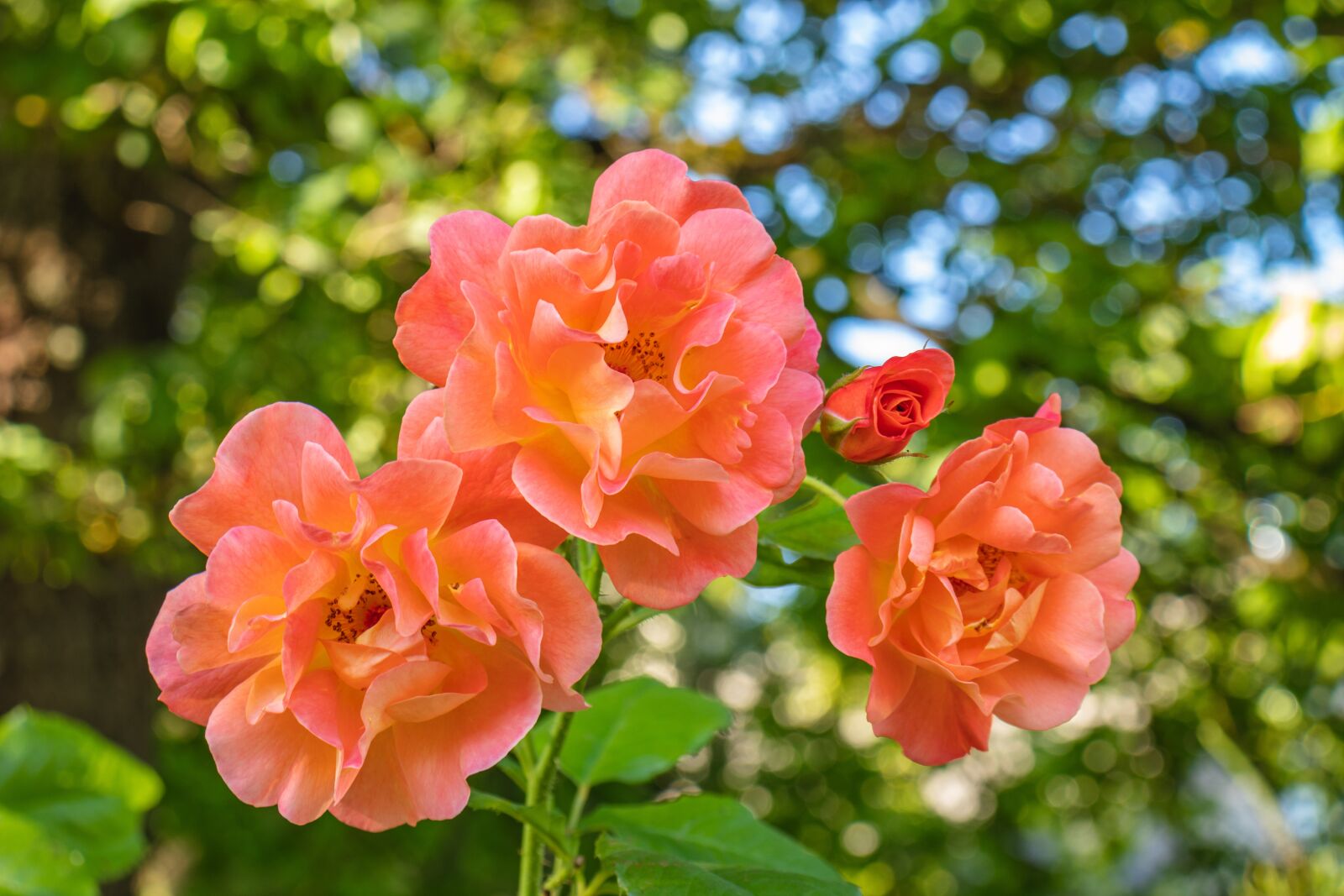 Canon EOS 77D (EOS 9000D / EOS 770D) sample photo. Roses, flowers, plant photography
