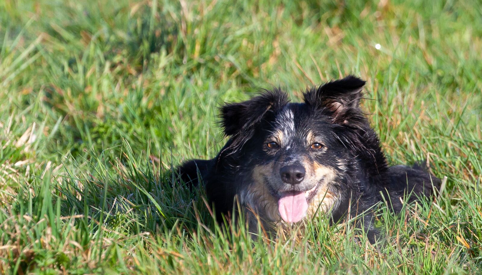 Canon EOS 5D Mark II sample photo. Border collie, dog, sheepdog photography