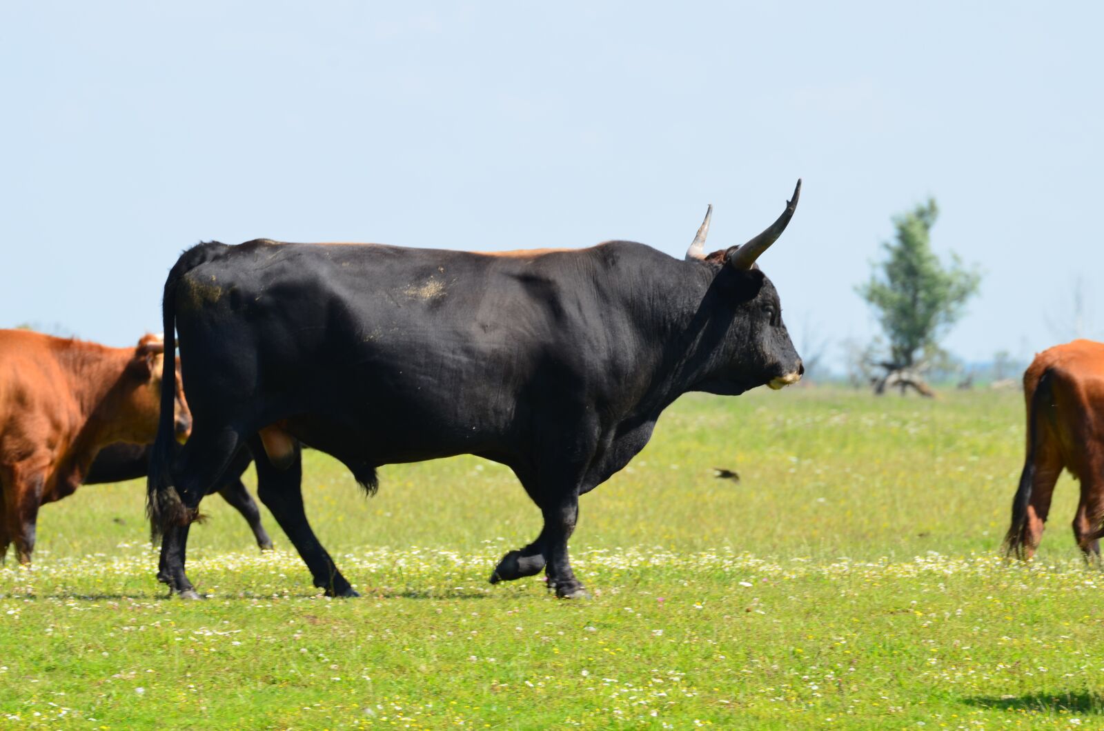 Nikon D5100 sample photo. Heckrund, nature, animal photography