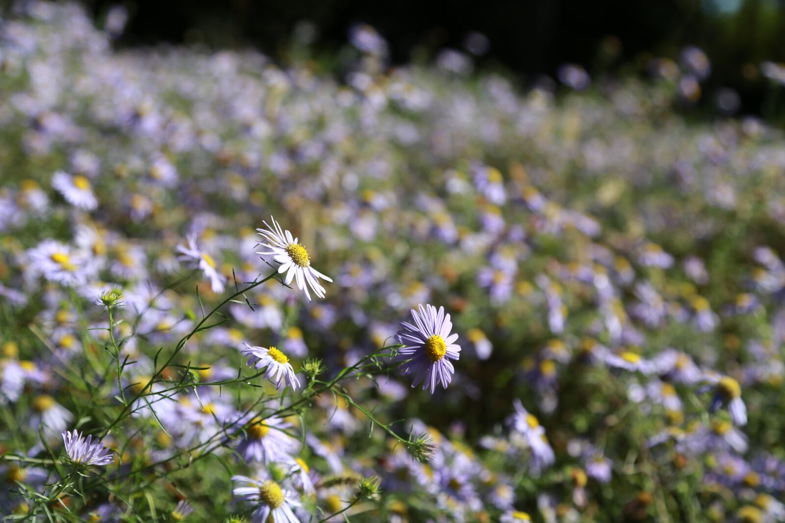 Canon EOS 6D + Canon EF 24-105mm F4L IS USM sample photo. Flowers, nature, plants photography