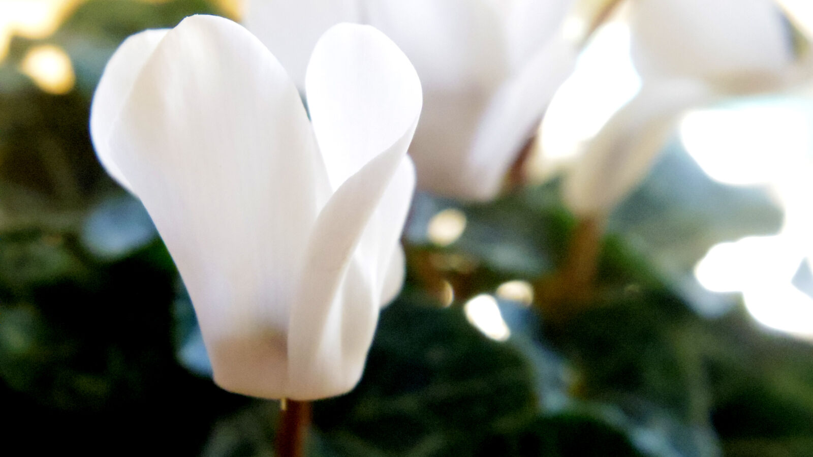 Pentax Q10 sample photo. Flower photography