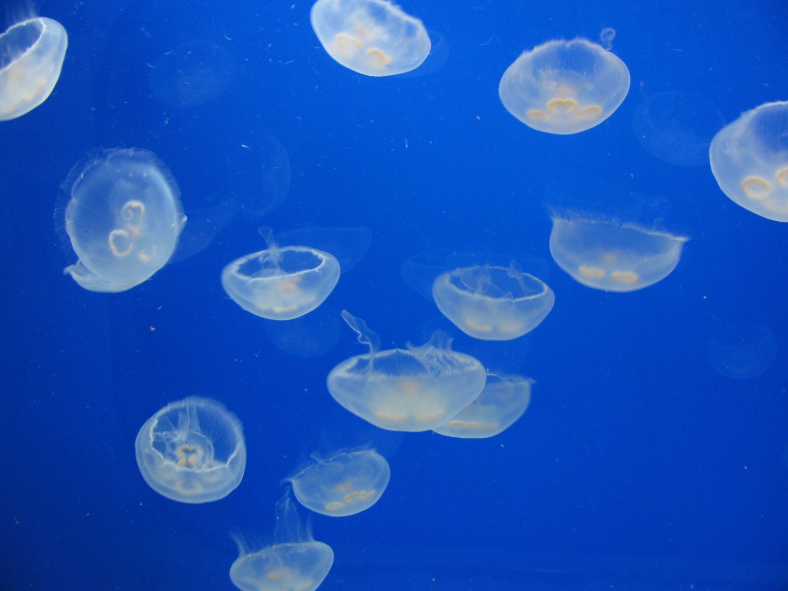 Canon PowerShot SX110 IS sample photo. Jellyfish, sea, ocean photography