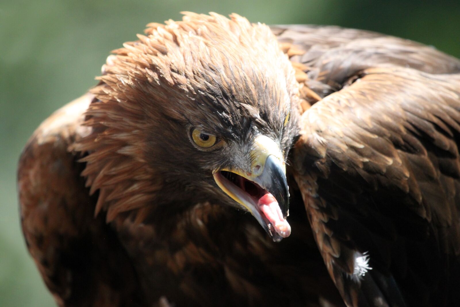 Canon EOS 500D (EOS Rebel T1i / EOS Kiss X3) sample photo. Adler, bird, bird of photography