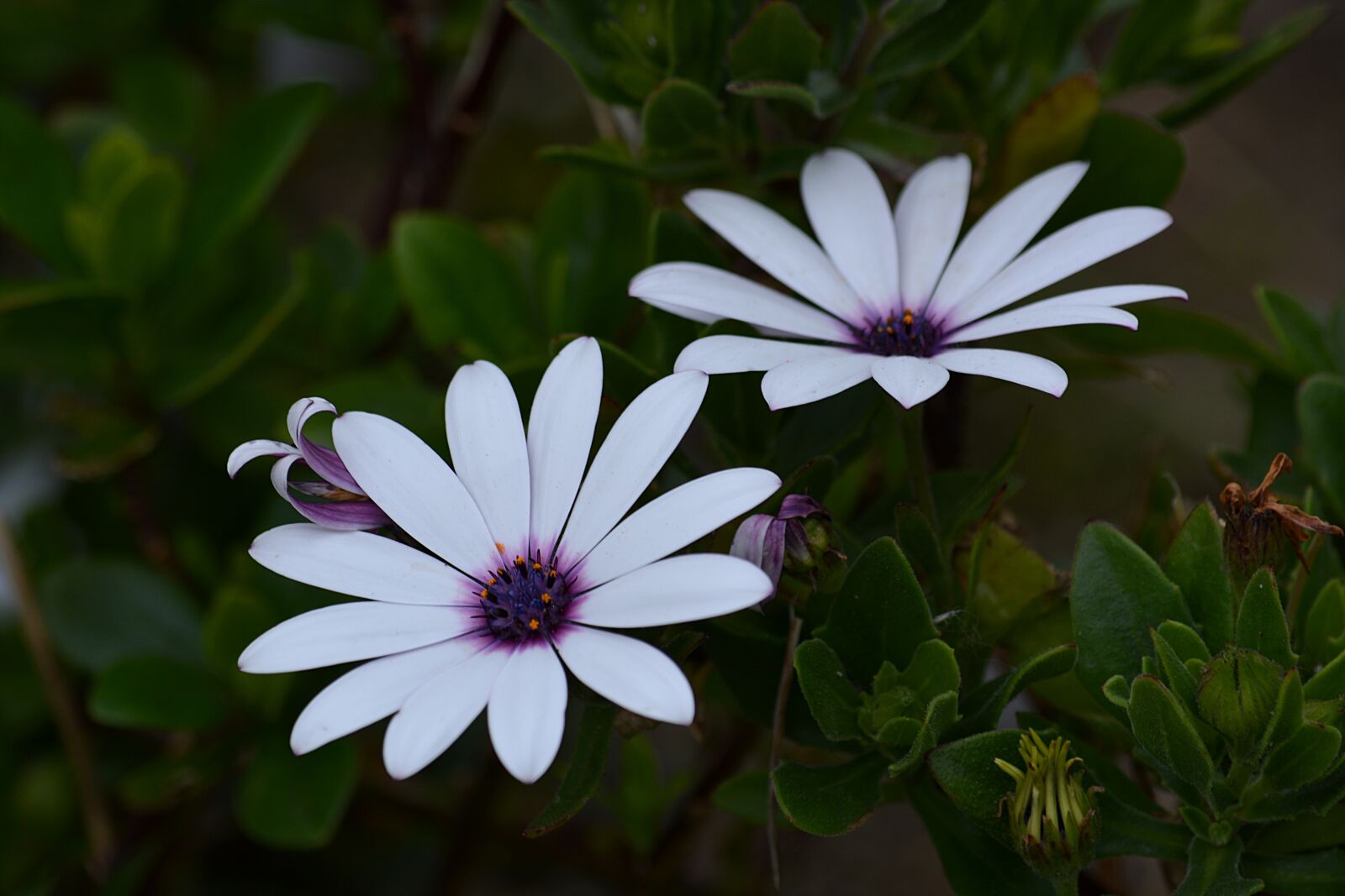 Nikon D5200 sample photo. Daisies, flowers, garden photography