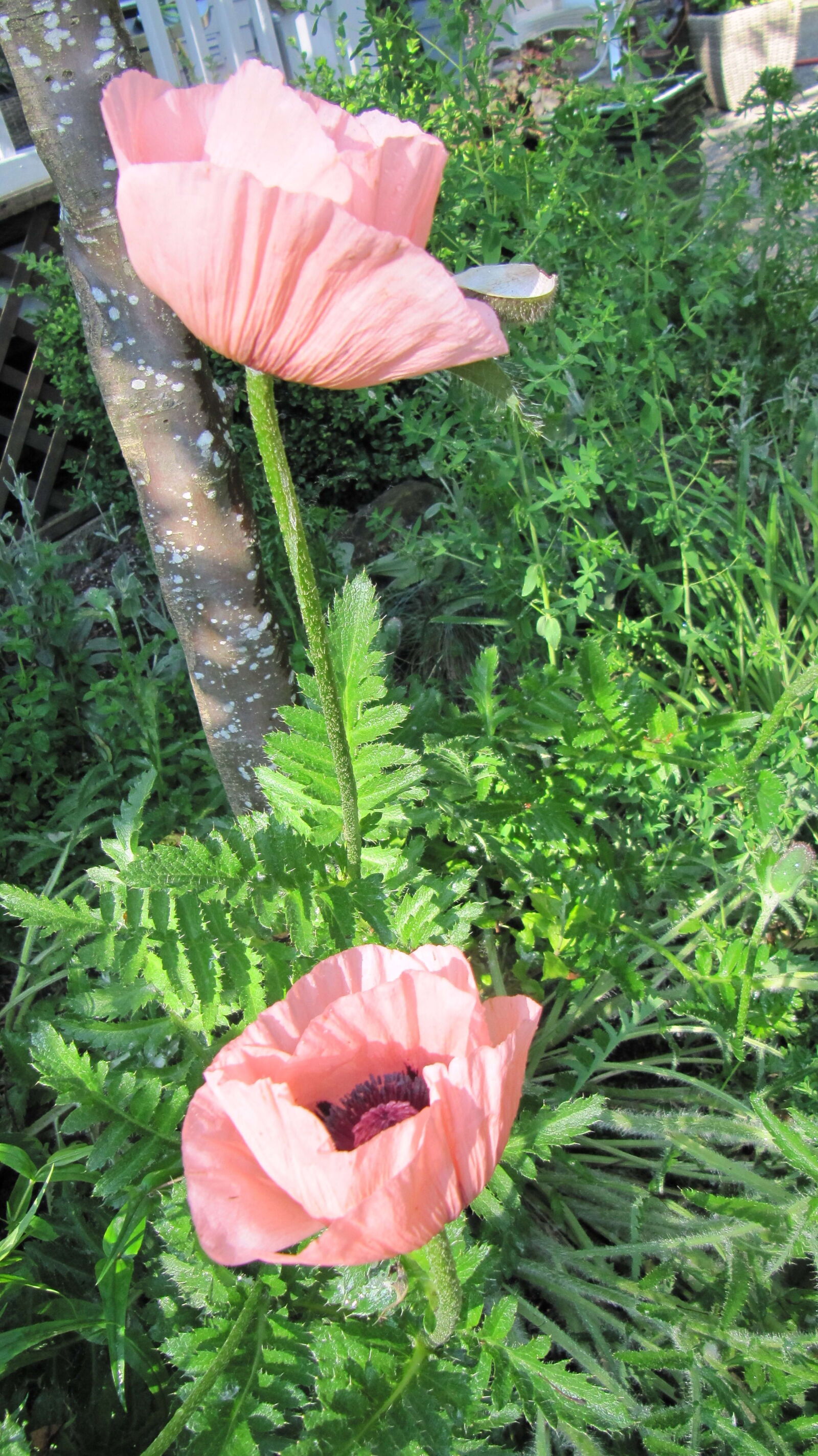 Canon PowerShot SX200 IS sample photo. Two, poppy, flowers, grass photography