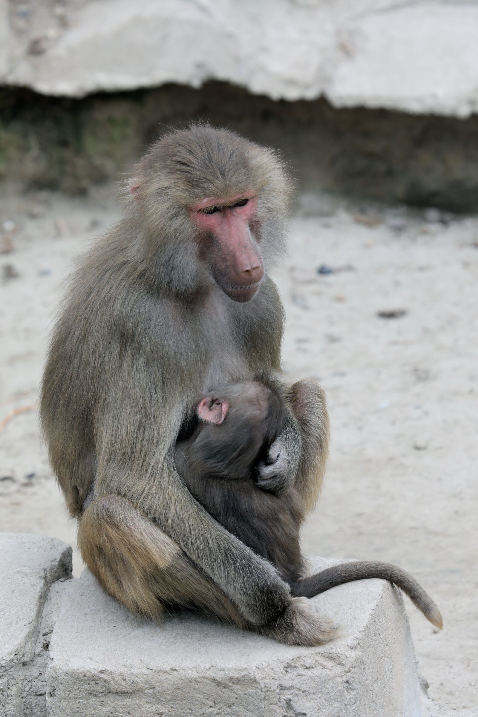 Canon EOS 5D Mark IV + Canon EF 100-400mm F4.5-5.6L IS USM sample photo. Monkey, mother, baby photography