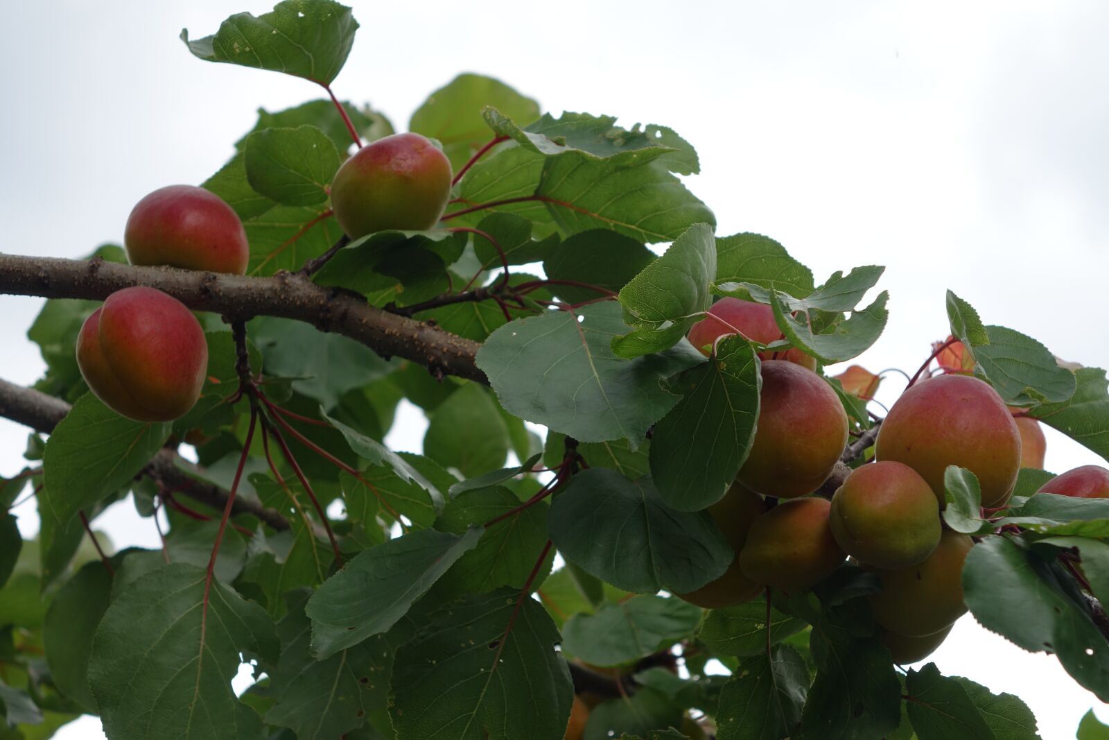 Sony Cyber-shot DSC-RX10 sample photo. Apricot, apricot tree, branch photography