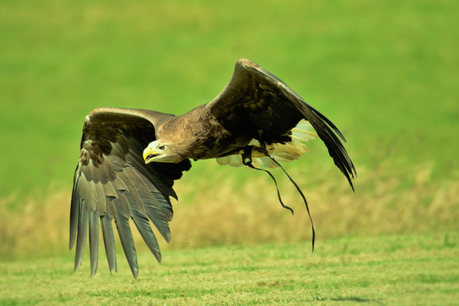 Canon EOS 7D Mark II sample photo. Harris hawk, hawk, harris photography
