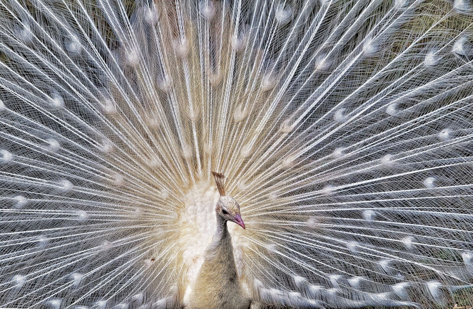 Nikon D300 sample photo. Peacock, bird, colorful photography
