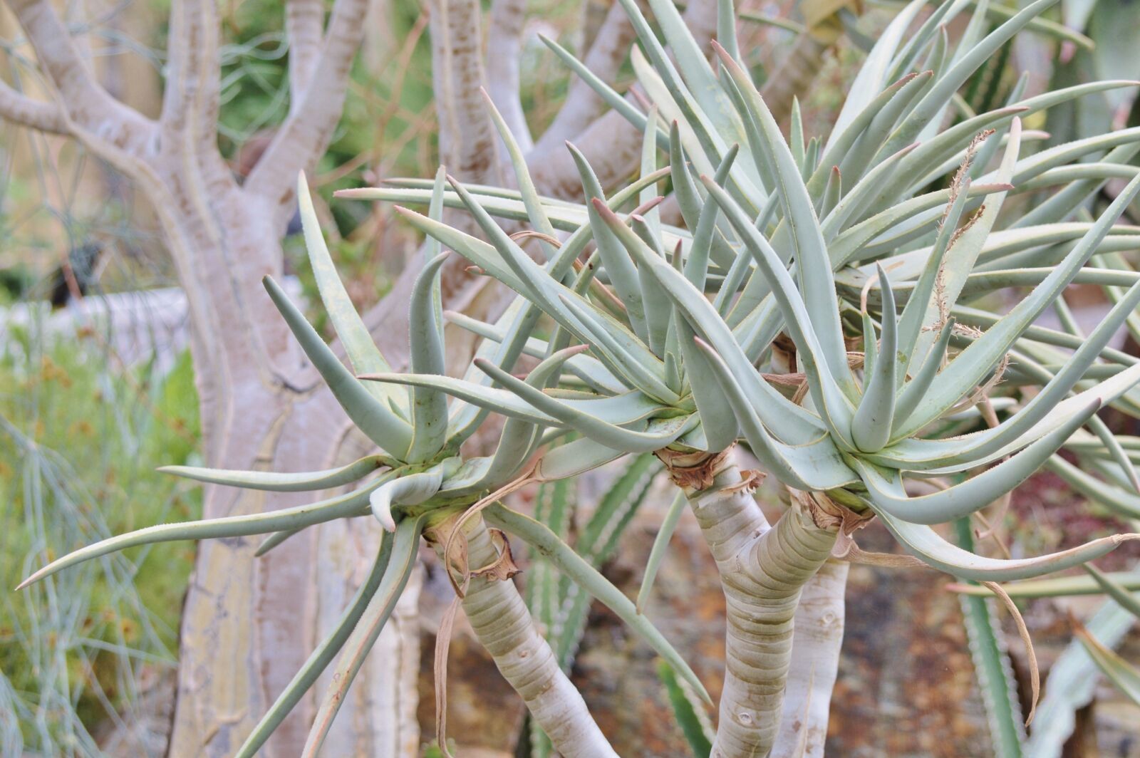 Nikon D3200 sample photo. Agave, cactus, succulent photography