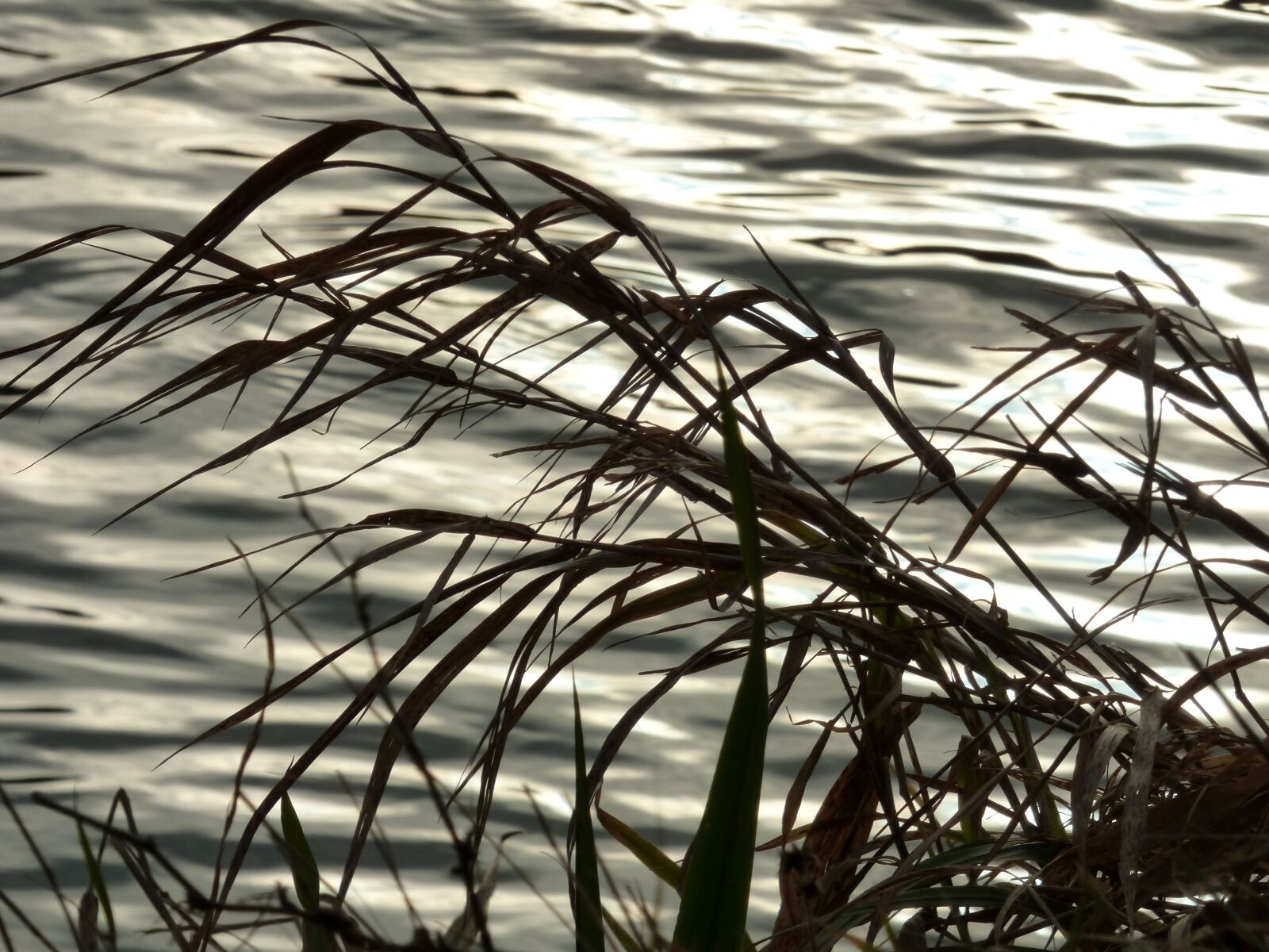 Panasonic DMC-FZ72 sample photo. Grass, water, wind glare photography