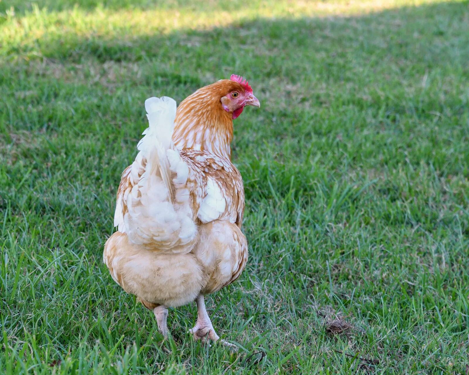 Nikon D500 sample photo. Bird, animal, grass, nature photography