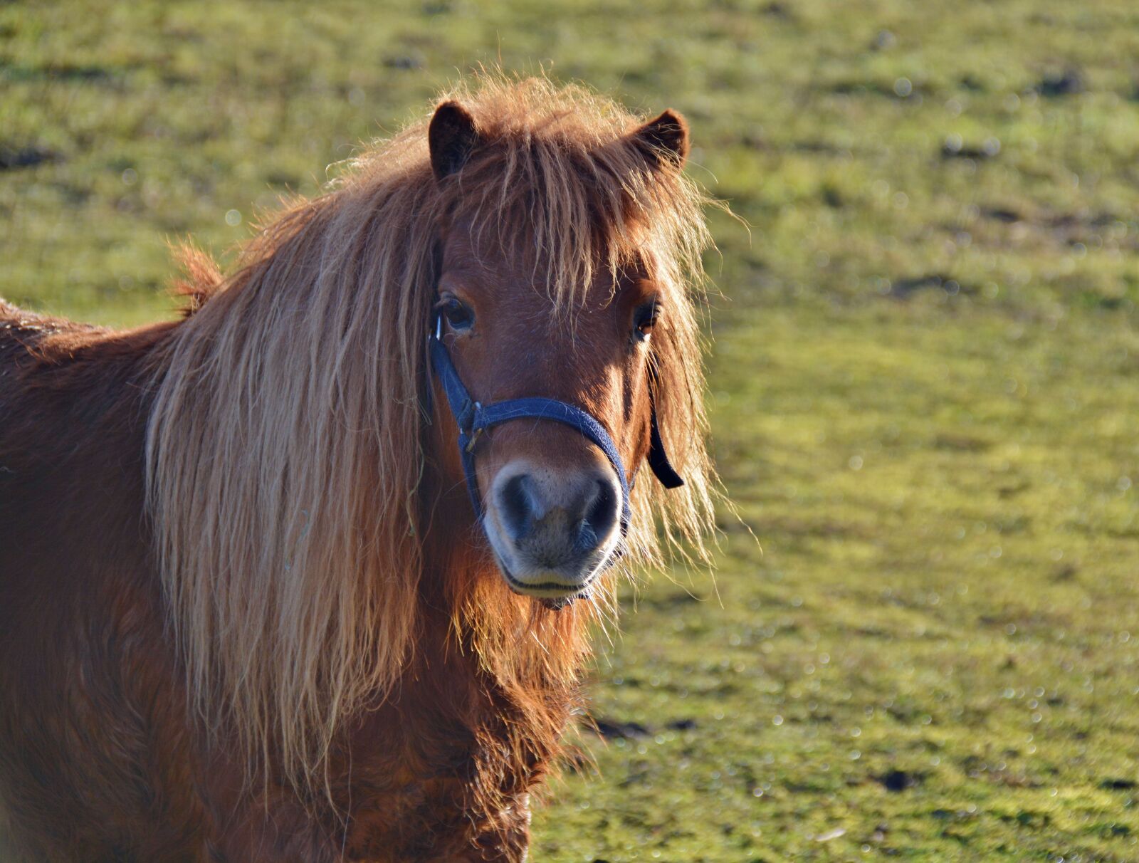 Nikon D5200 sample photo. Pony, shetland pony, wuschelig photography