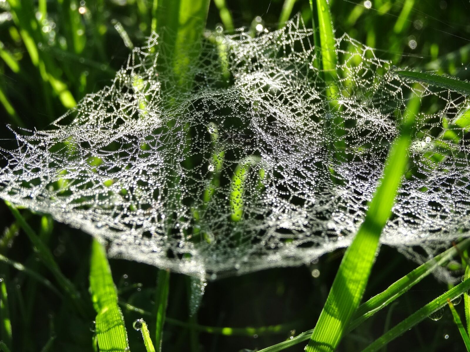 Sony Cyber-shot DSC-HX20V sample photo. Cobweb, spiderweb, dew photography