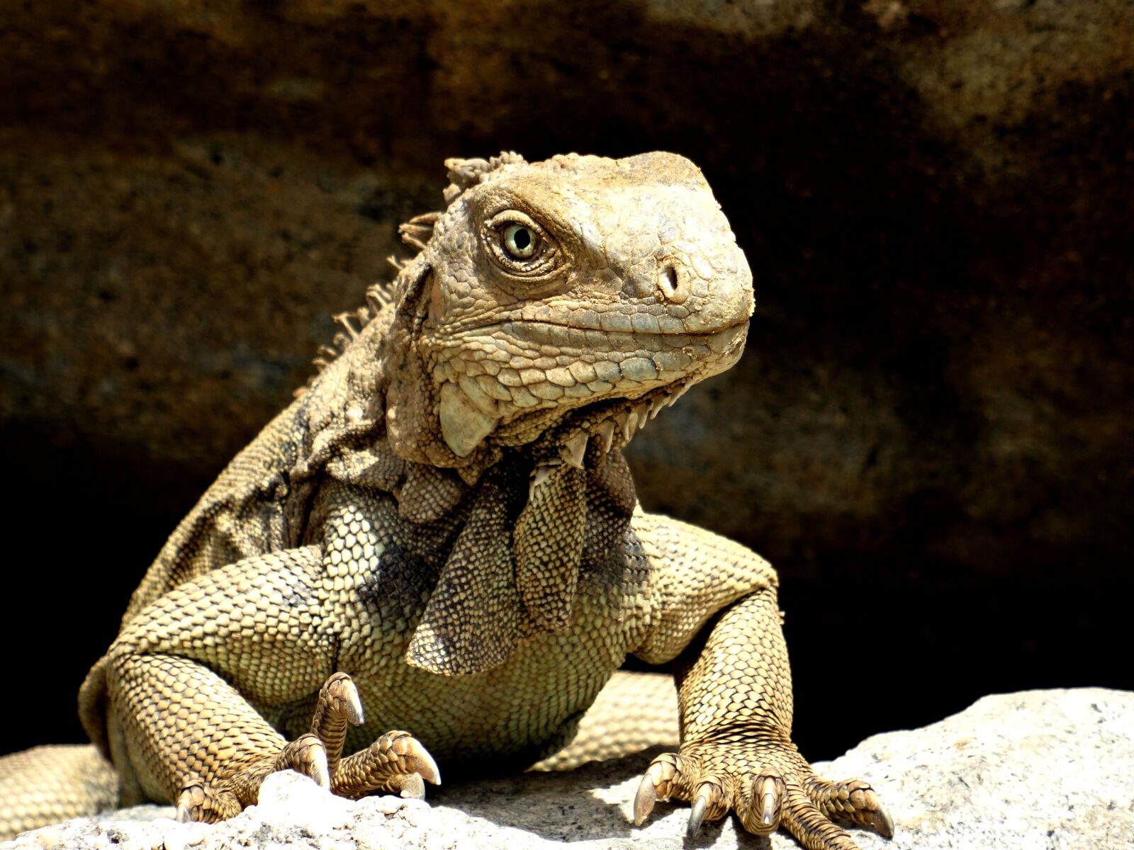 Sony Cyber-shot DSC-HX50V sample photo. Iguana, caribbean, reptile photography