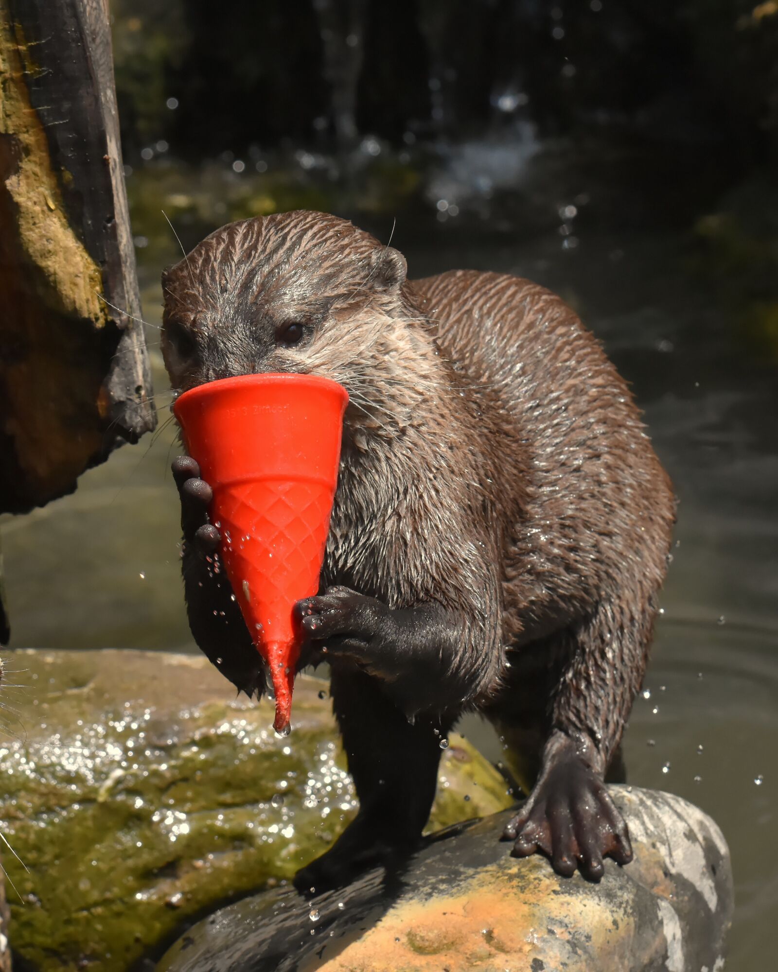 Nikon D7200 sample photo. Otter, play, playful photography