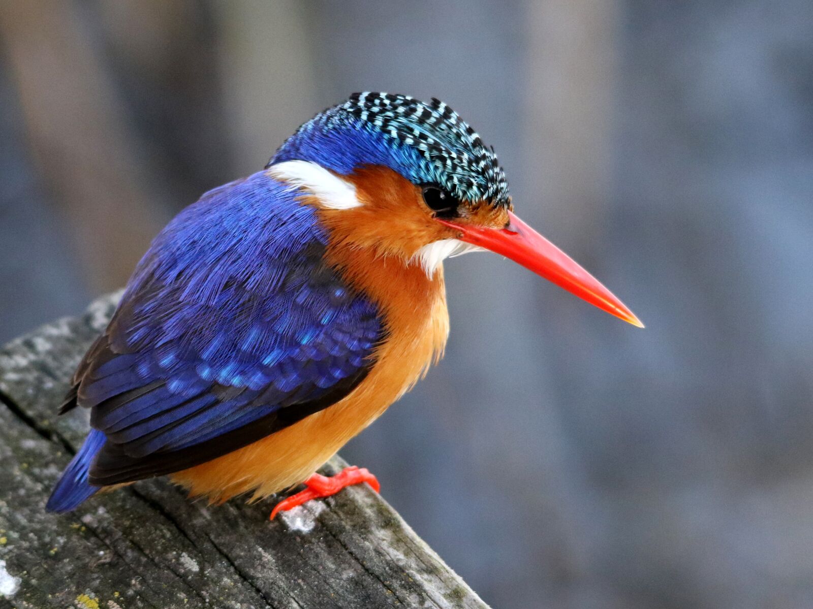 Canon EOS 7D Mark II sample photo. Bird, kingfisher, nature photography
