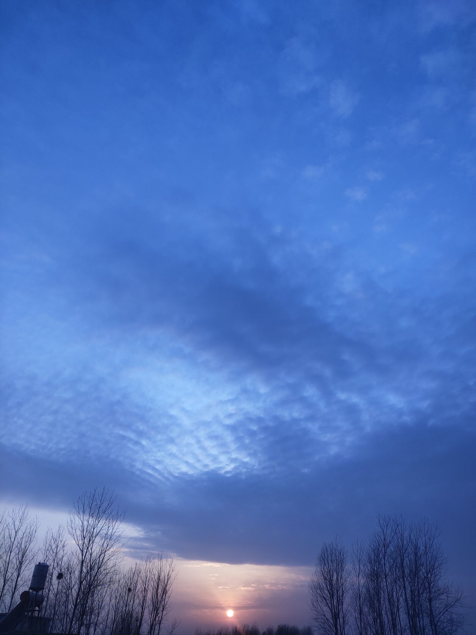 vivo Z5 sample photo. Blue sky, sunset, tree photography