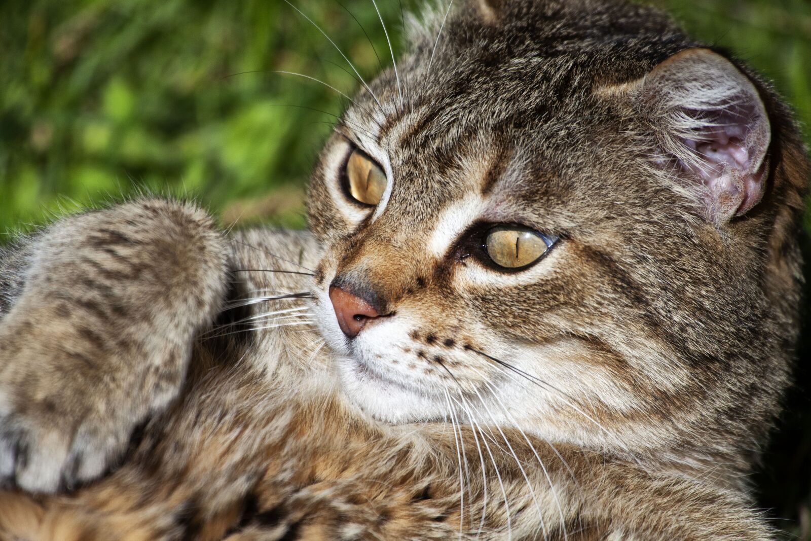 Canon EOS 5D Mark II sample photo. Cat, portrait, animal photography