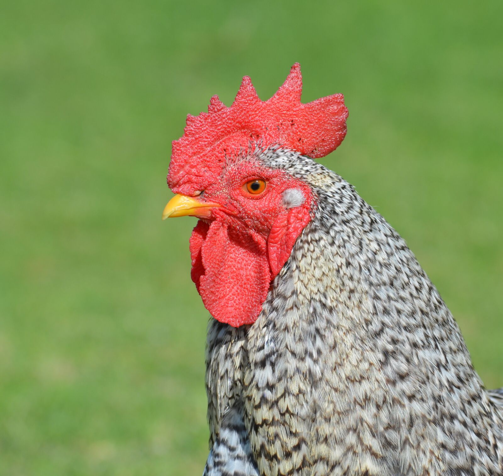 Nikon D5100 sample photo. Bird, nature, poultry photography