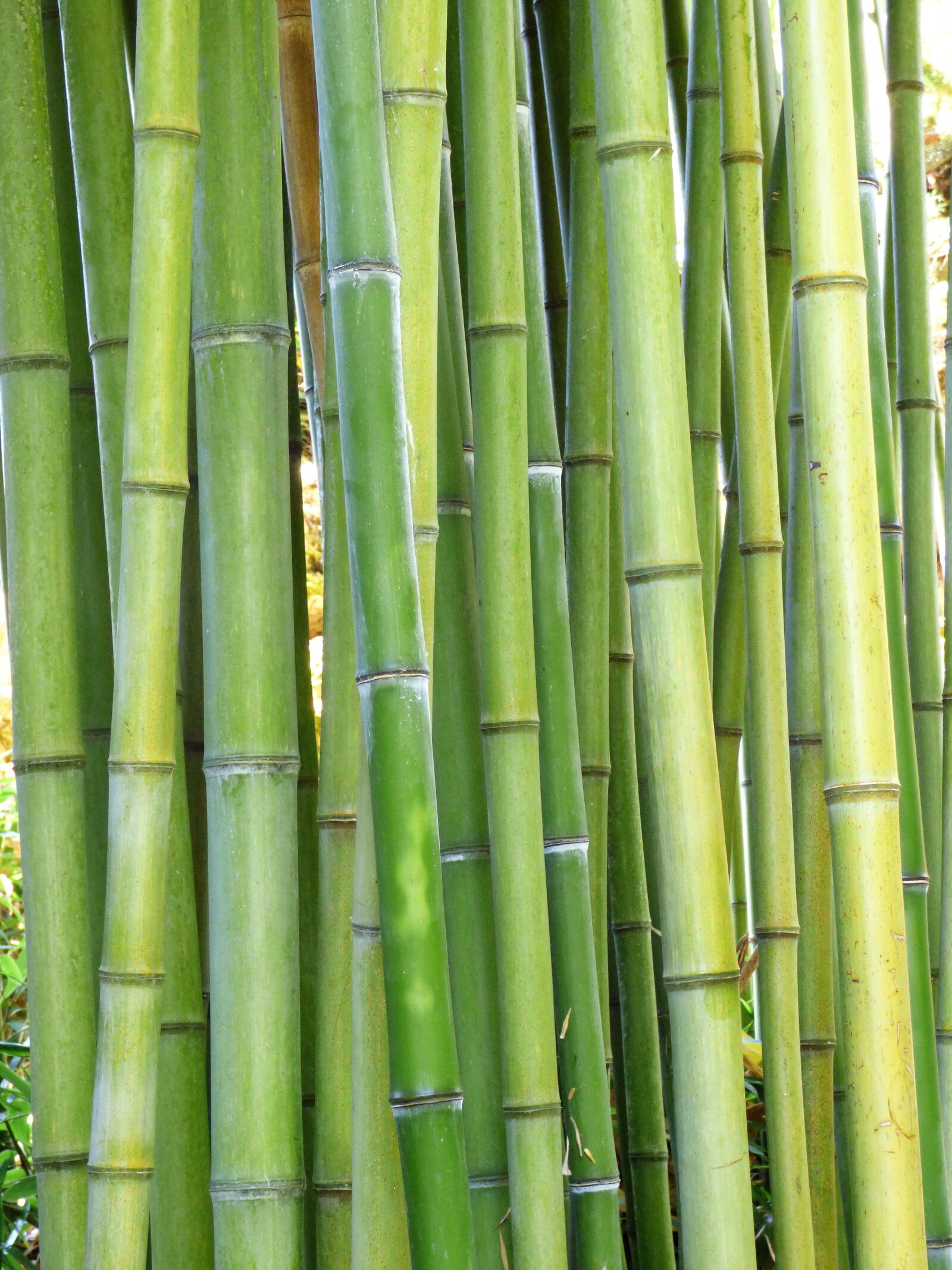 Panasonic DMC-FZ72 sample photo. Plant, green, bamboo photography