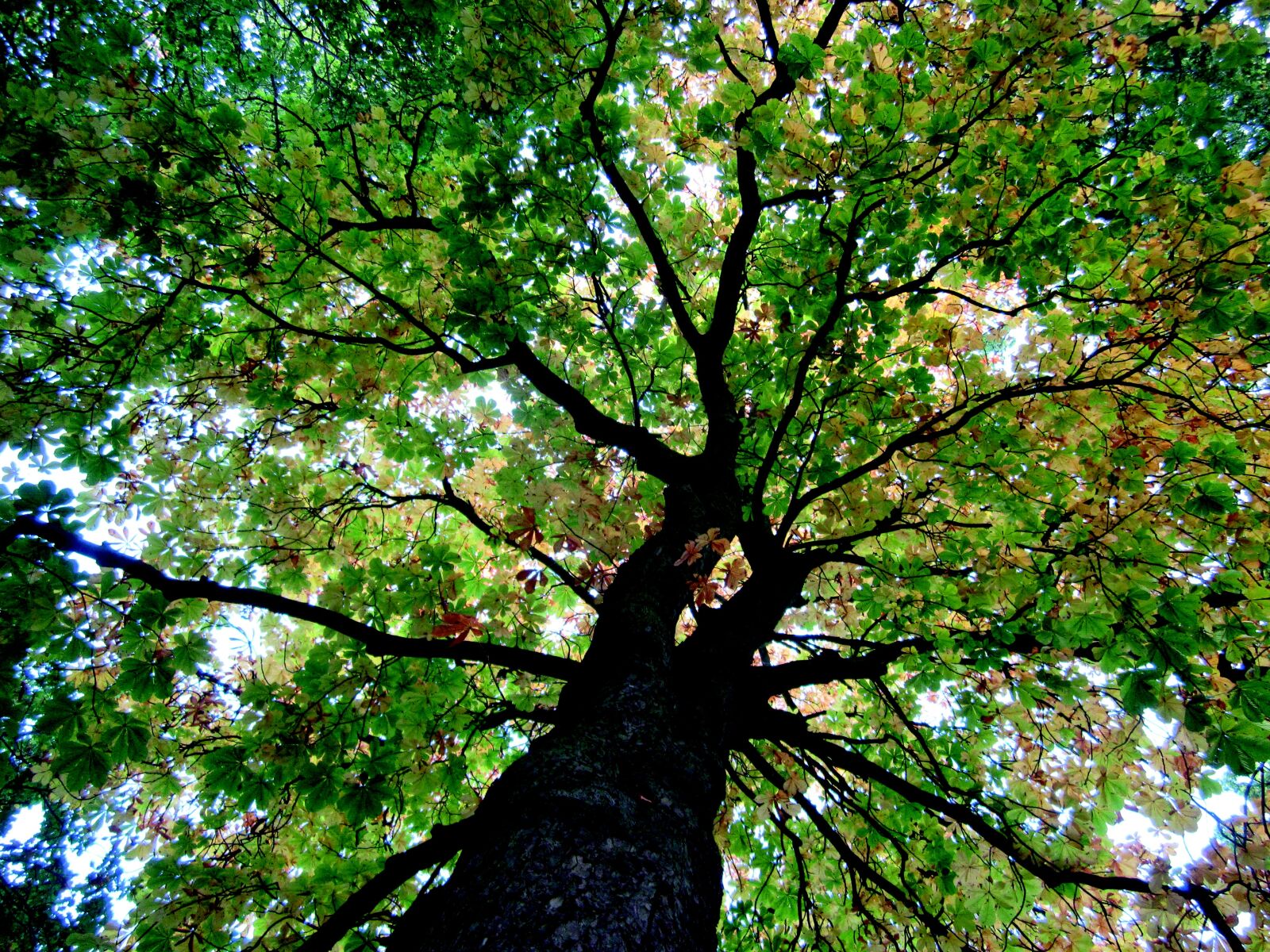 Canon PowerShot A2200 sample photo. Tree, nature, landscape photography