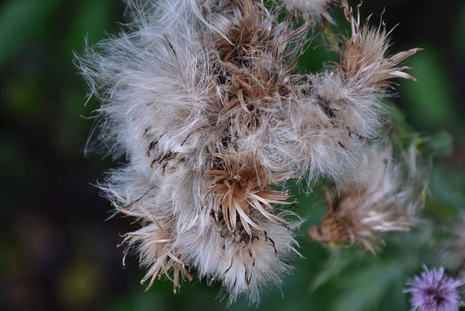 Nikon D7200 sample photo. Thistle, pappus, flower coronary photography