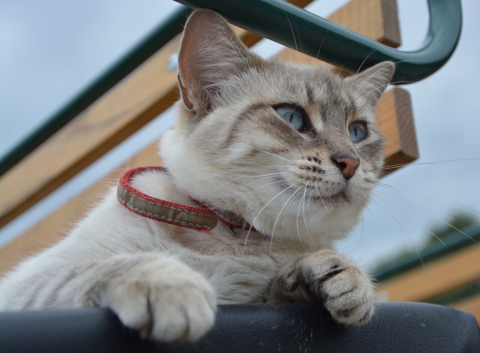 Nikon D5200 sample photo. Cat, eye of cat photography